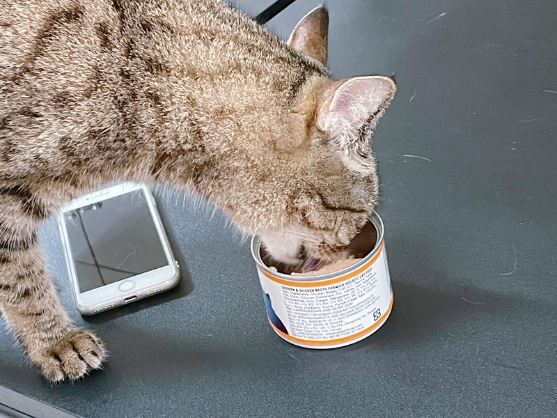 女人知己試用大隊,口碑行銷,部落客行銷,PURRFACT 波菲特貓用主食罐,主食罐,PURRFACT波菲特,貓主食罐,貓罐,PURRFACT波菲特貓用主食罐,魚肉蔓越莓主食罐,鮮嫩雞主食罐,鹿肉雞肉主食罐,牛肉鵪鶉貓主食罐,干貝蠶蛹配方,鱷魚肉白木耳配方,雞肉魚肉配方,安心鶉配方,評價,體驗,適口性佳,心得,成貓適用,高齡貓適用,質地是慕絲狀